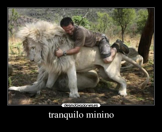 tranquilo minino -