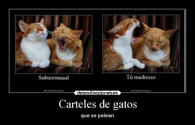 Carteles de gatos - que se pelean.