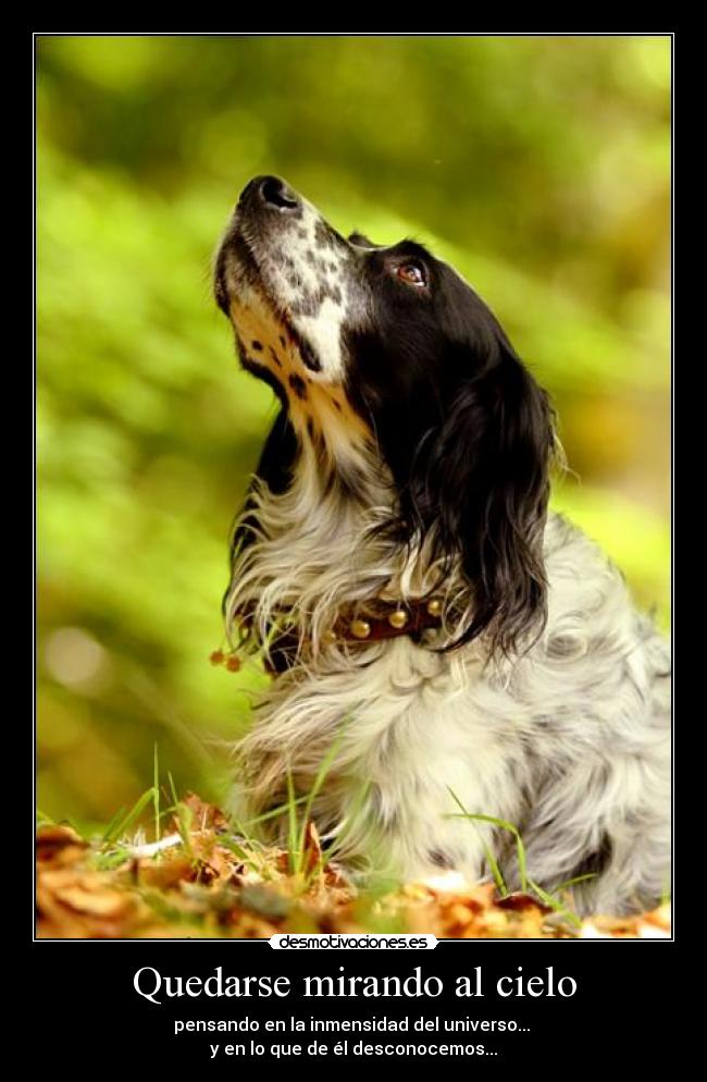 Quedarse mirando al cielo - 