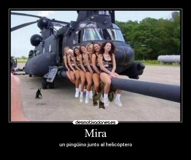 Mira - un pingüino junto al helicóptero