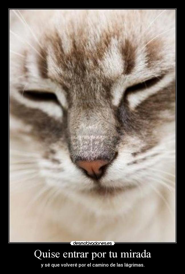 Quise entrar por tu mirada - y sé que volveré por el camino de las lágrimas.