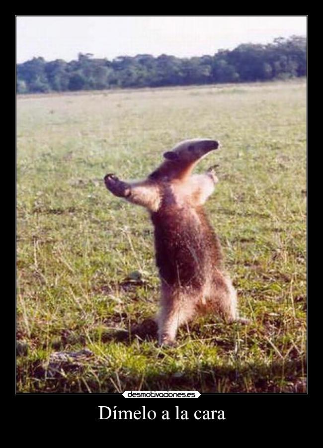 Dímelo a la cara - 