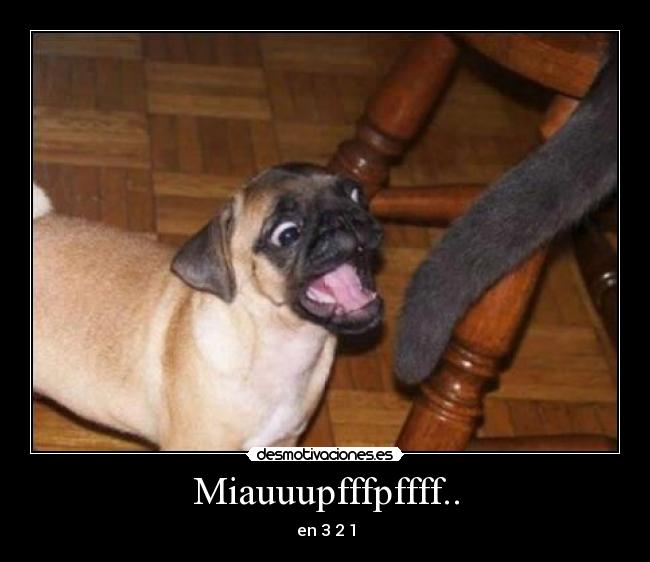 Miauuupfffpffff.. - 