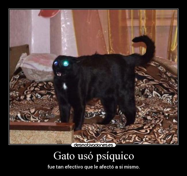 Gato usó psíquico - 