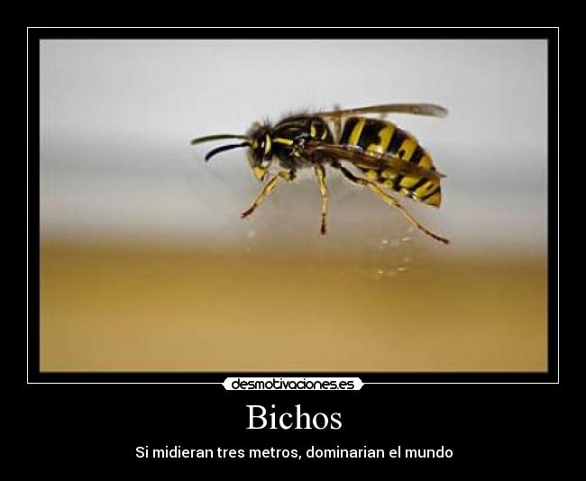 Bichos -