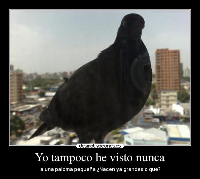 Yo tampoco he visto nunca - a una paloma pequeña ¿Nacen ya grandes o que?