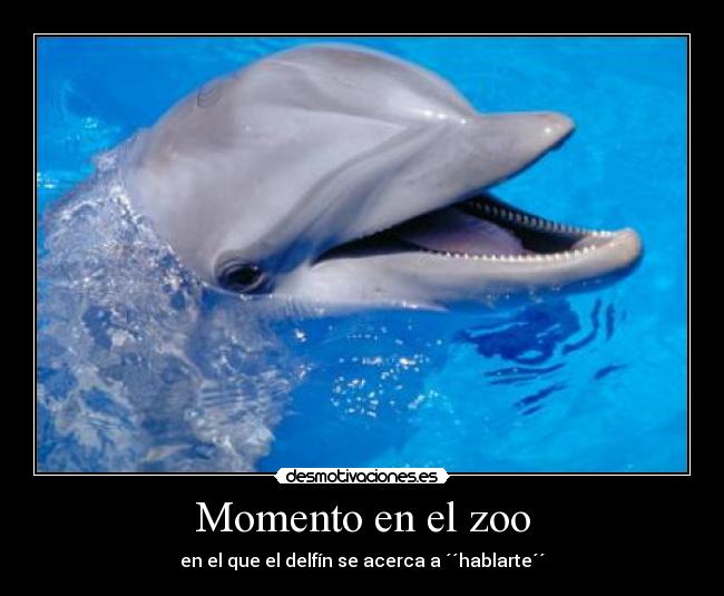 Momento en el zoo - en el que el delfín se acerca a ´´hablarte´´