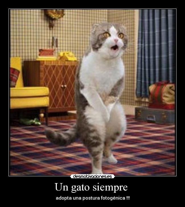 Un gato siempre -