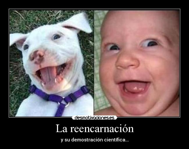 La reencarnación - 