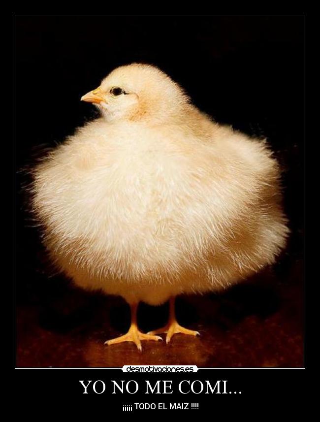 carteles pollitomaizcomidaobesidadabuzocomer desmotivaciones