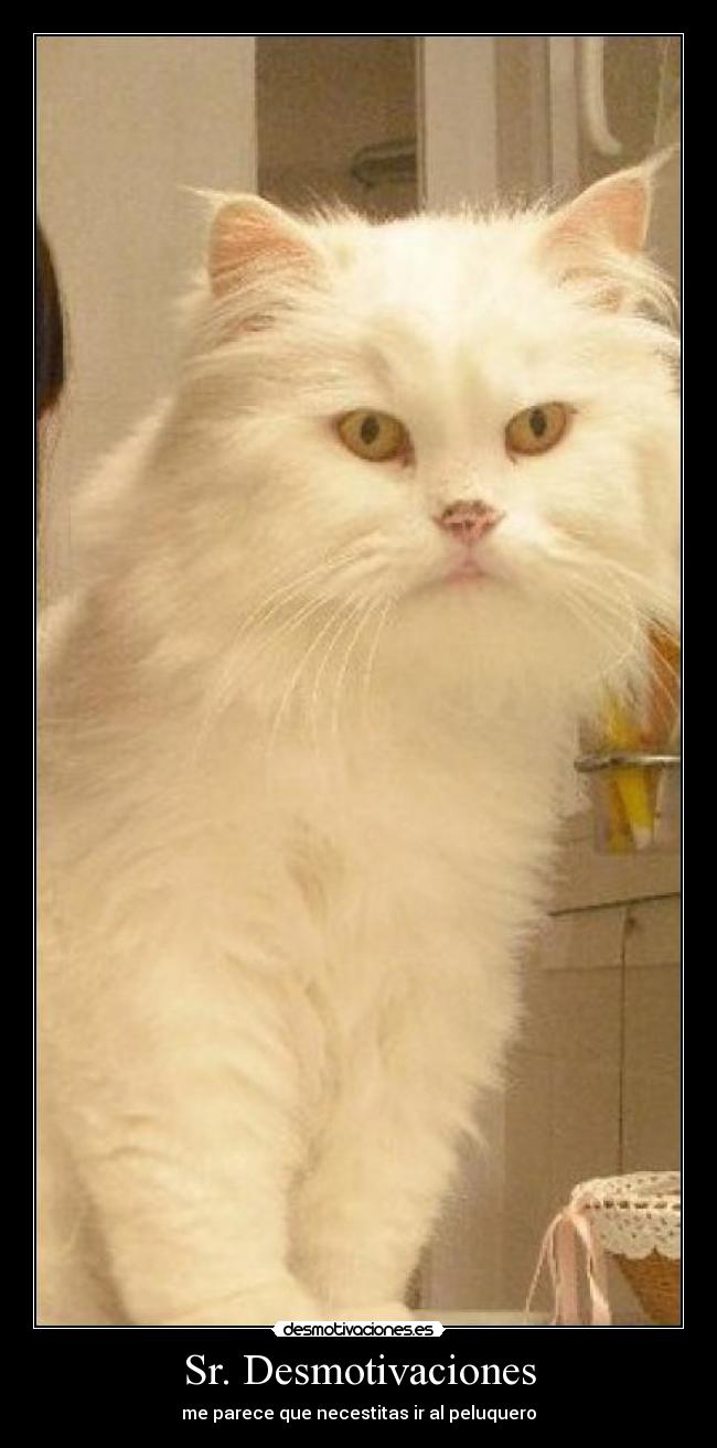 Sr. Desmotivaciones - me parece que necestitas ir al peluquero