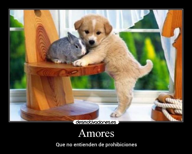 Amores - 