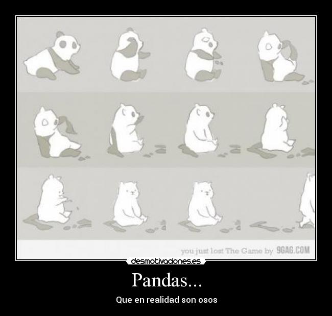 Pandas... - Que en realidad son osos
