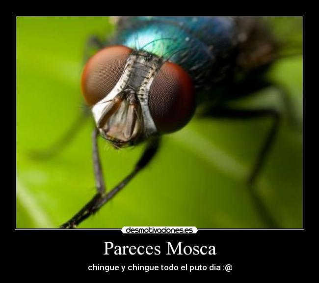Pareces Mosca - chingue y chingue todo el puto dia :@