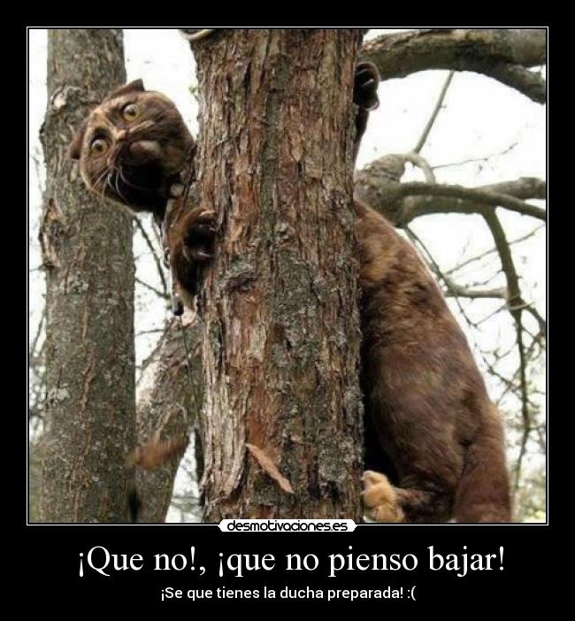 ¡Que no!, ¡que no pienso bajar! - ¡Se que tienes la ducha preparada! :(