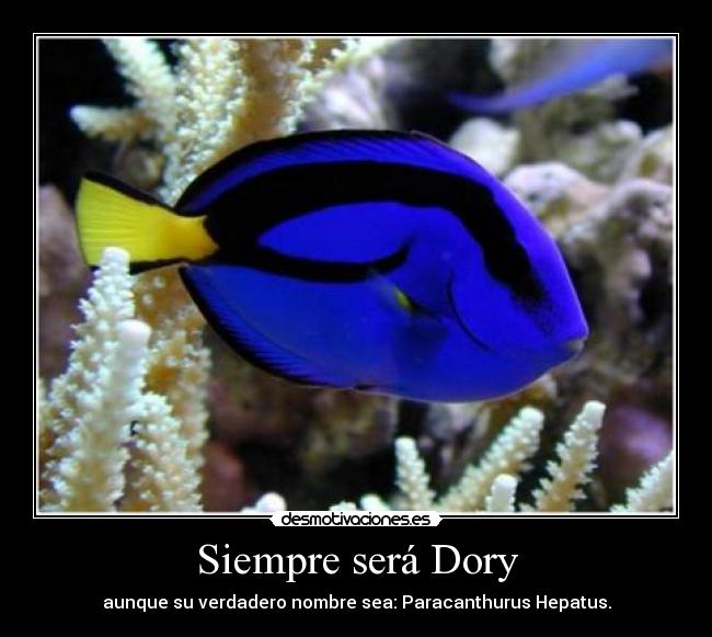 Siempre será Dory - 