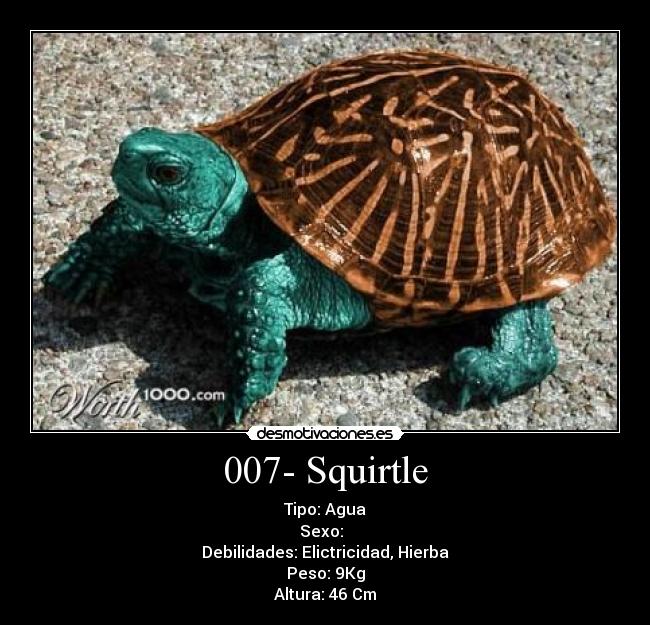 007- Squirtle - Tipo: Agua
Sexo: ♂♀
Debilidades: Elictricidad, Hierba
Peso: 9Kg
Altura: 46 Cm