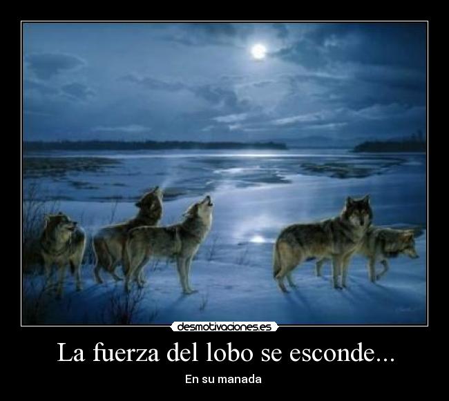 La fuerza del lobo se esconde... - En su manada 