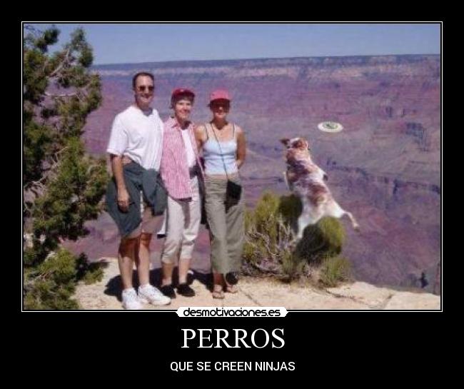 PERROS - 