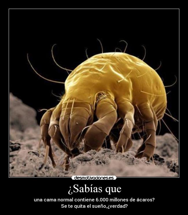 ¿Sabías que - una cama normal contiene 6.000 millones de ácaros?
Se te quita el sueño,¿verdad?
