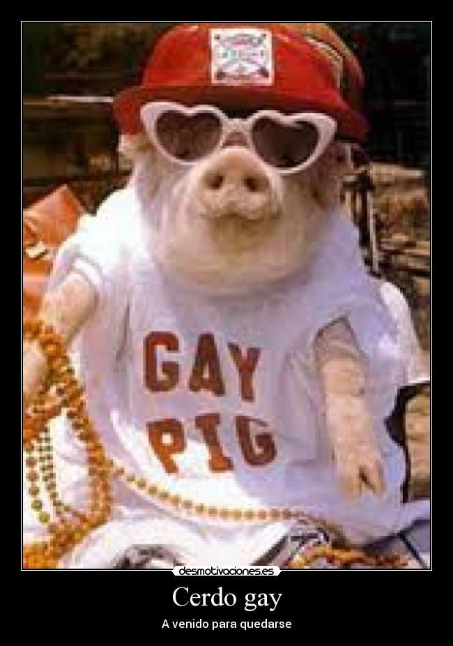 Cerdo gay - 