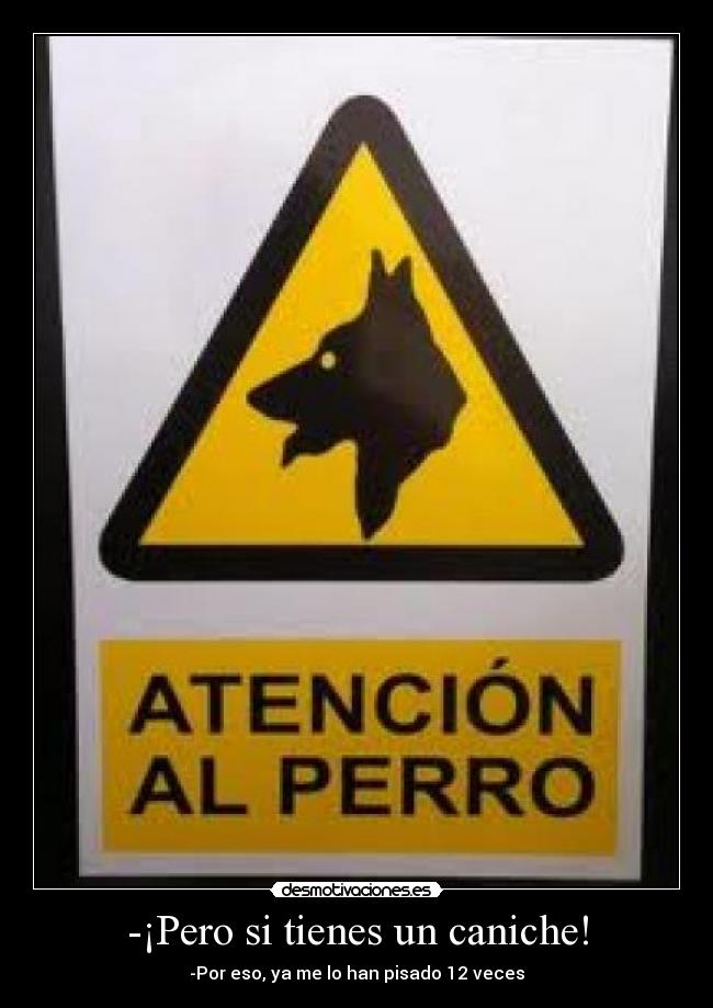 -¡Pero si tienes un caniche! - 