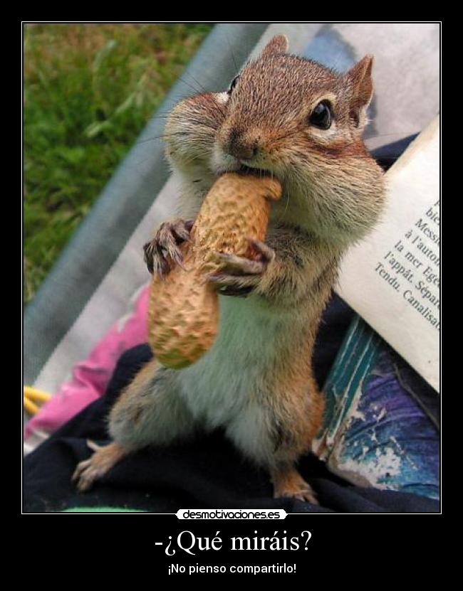 carteles ardillas comiendo desmotivaciones