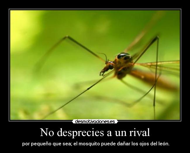 No desprecies a un rival -  por pequeño que sea; el mosquito puede dañar los ojos del león.