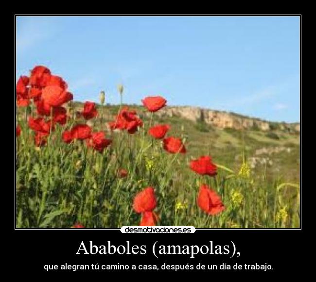 Ababoles (amapolas), - que alegran tú camino a casa, después de un día de trabajo.