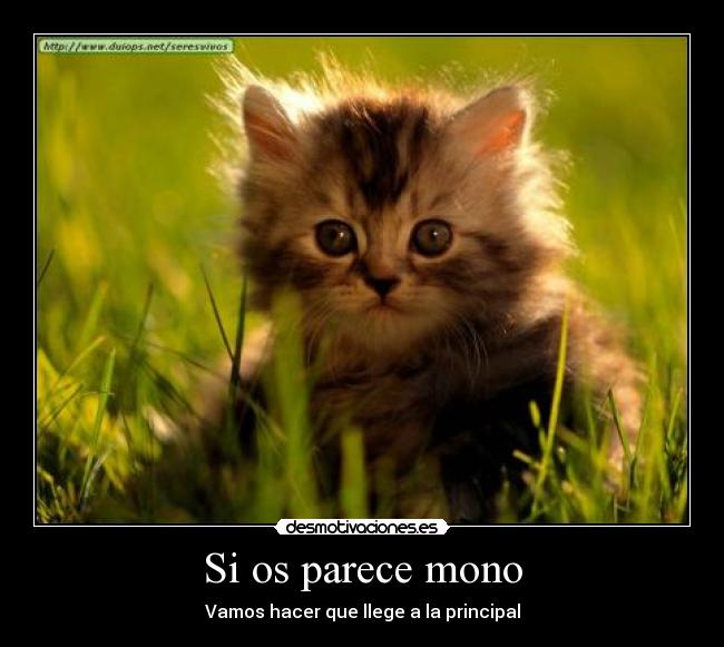 carteles gatosnomo principal desmotivaciones