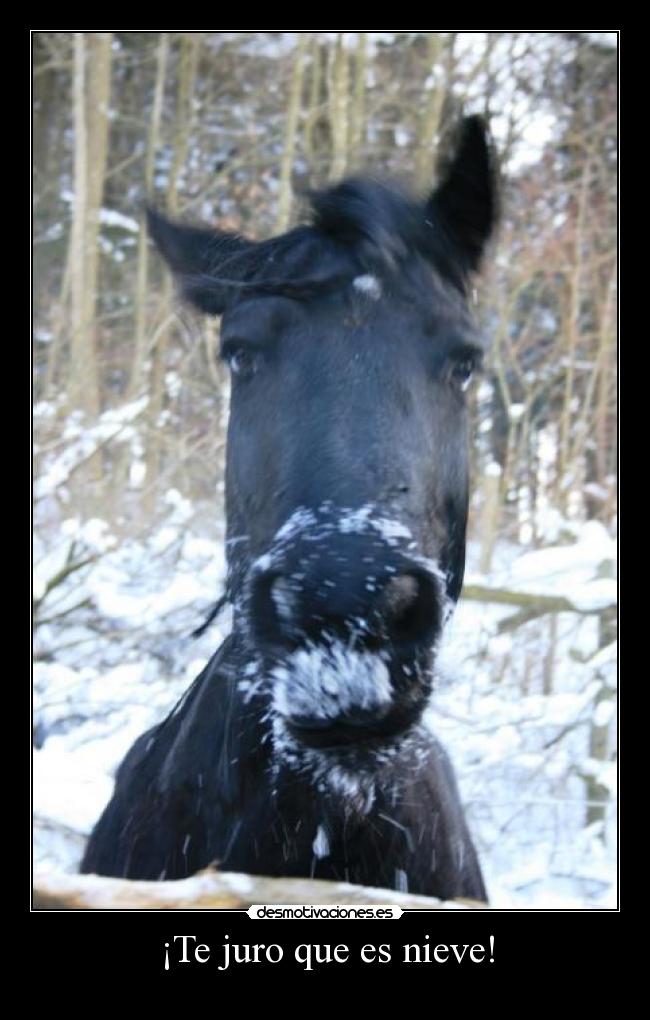 ¡Te juro que es nieve! -