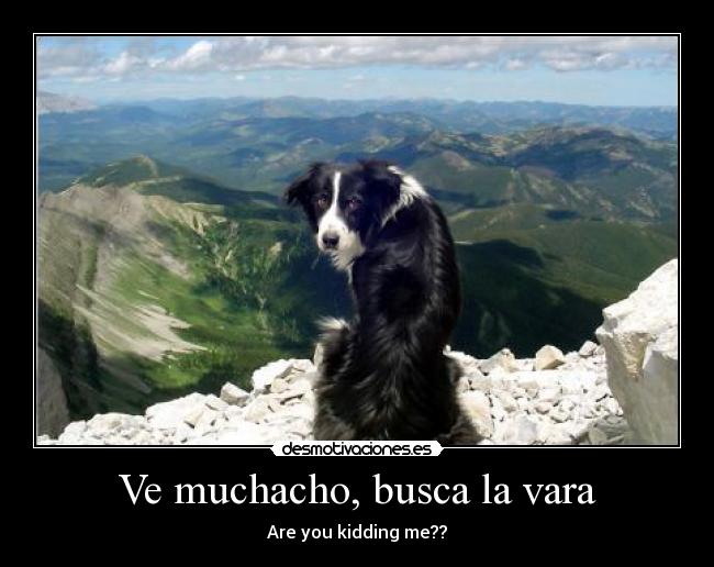 Ve muchacho, busca la vara -