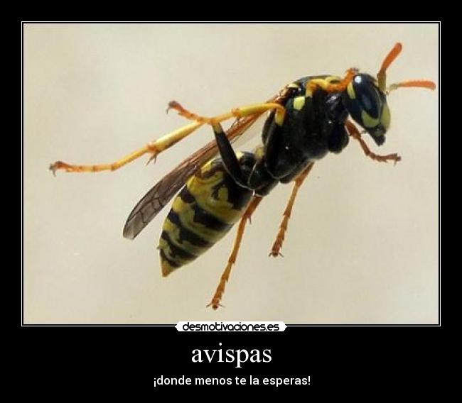 avispas - 