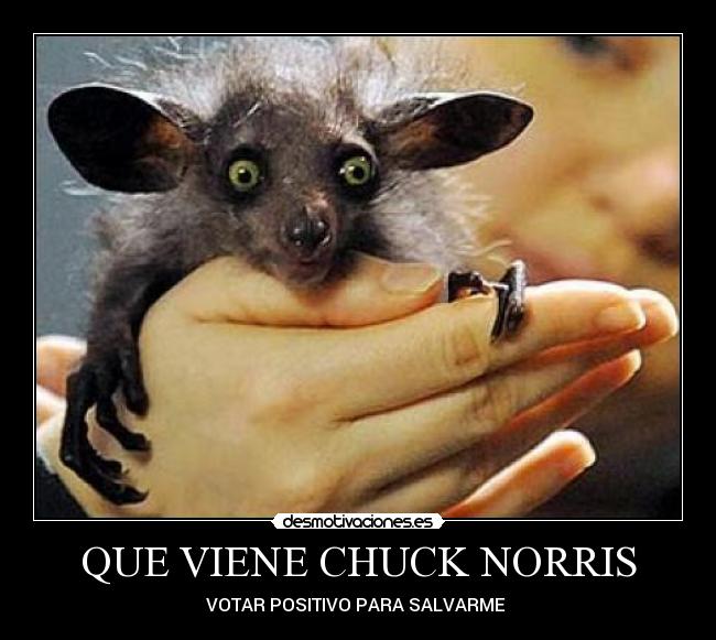 QUE VIENE CHUCK NORRIS -
