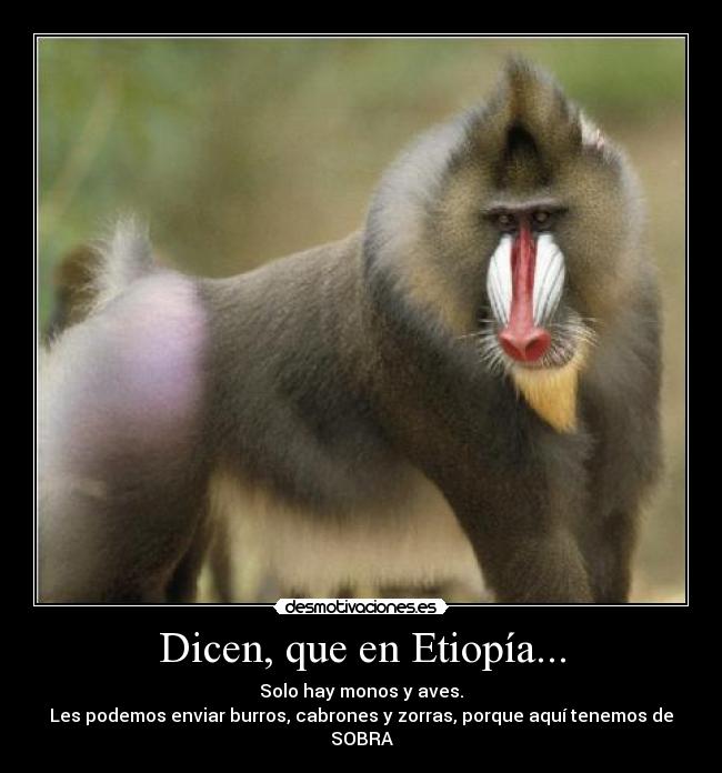 Dicen, que en Etiopía... - Solo hay monos y aves.
Les podemos enviar burros, cabrones y zorras, porque aquí tenemos de SOBRA