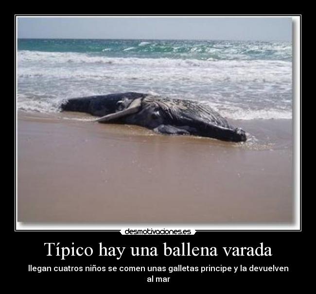 Típico hay una ballena varada - 