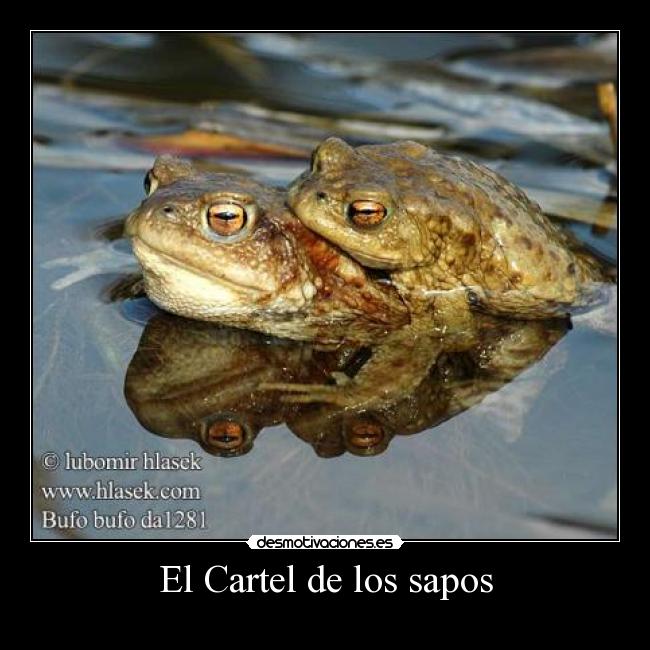 El Cartel de los sapos -