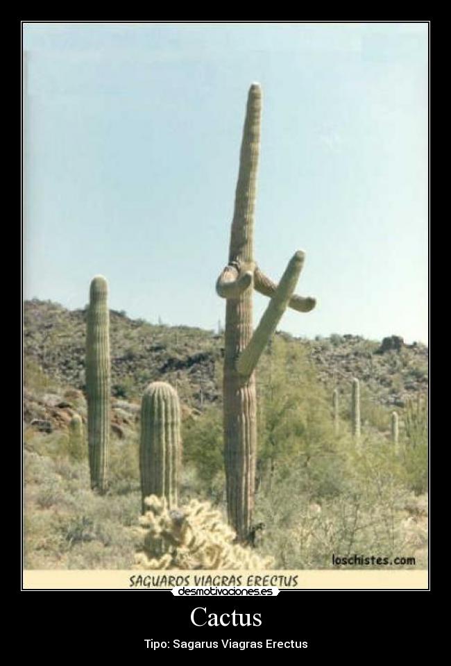 Cactus - Tipo: Sagarus Viagras Erectus