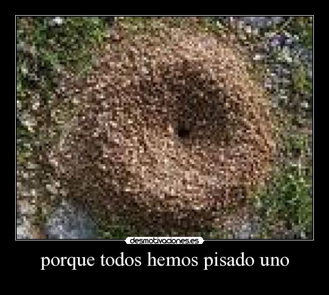 porque todos hemos pisado uno -