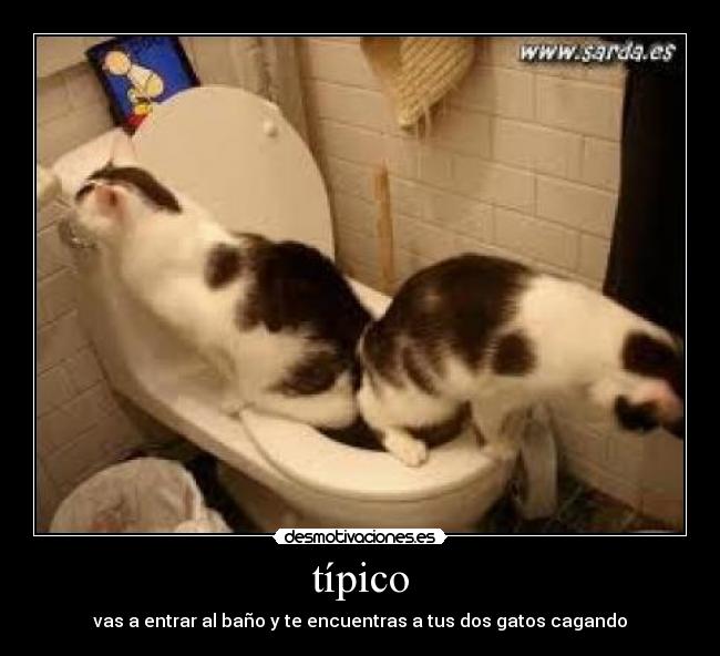 típico - vas a entrar al baño y te encuentras a tus dos gatos cagando