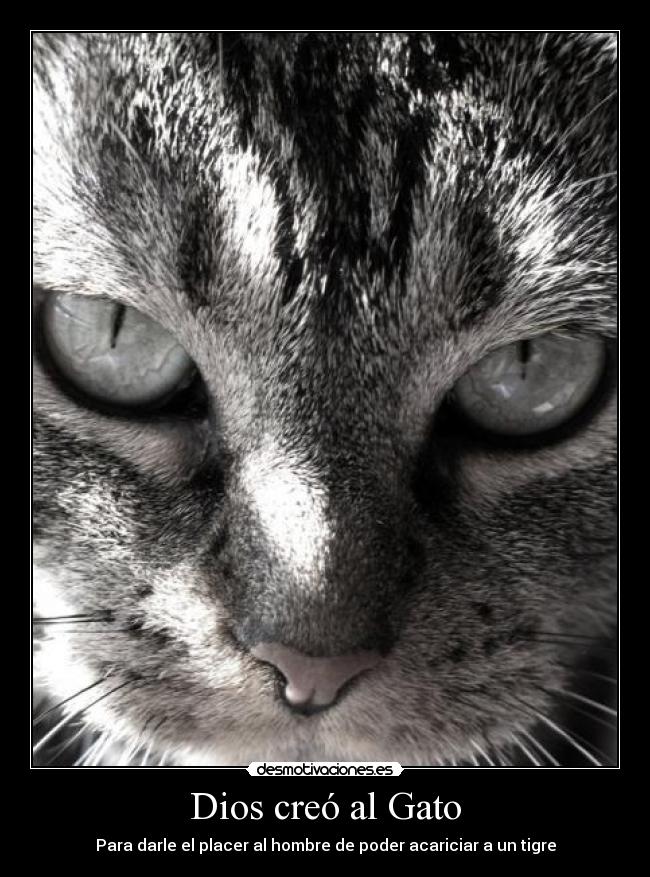 Dios creó al Gato -
