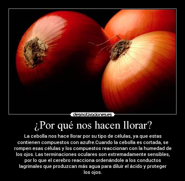 carteles llorar cebolla desmotivaciones