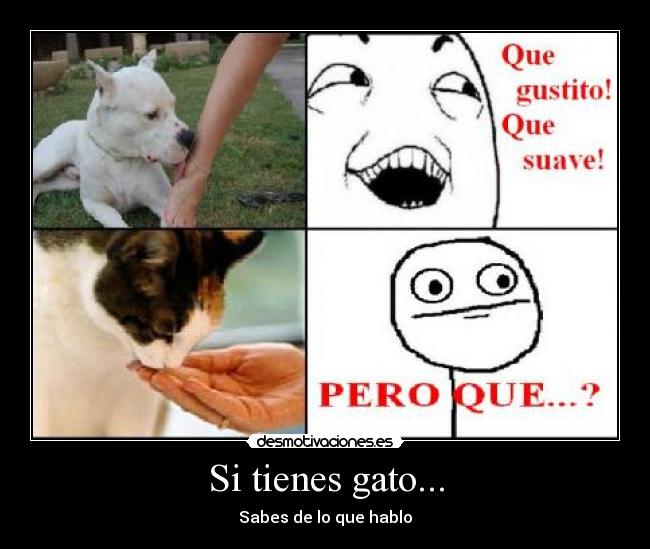 Si tienes gato... - 