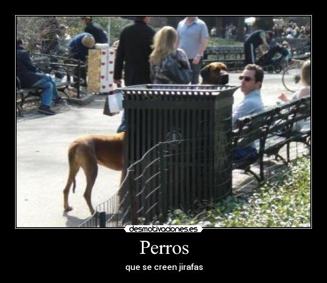 Perros - 