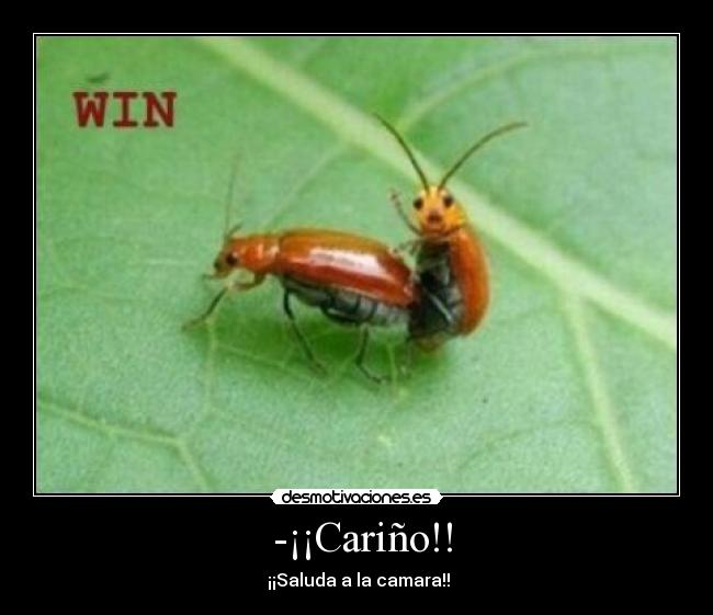 -¡¡Cariño!! - ¡¡Saluda a la camara!!