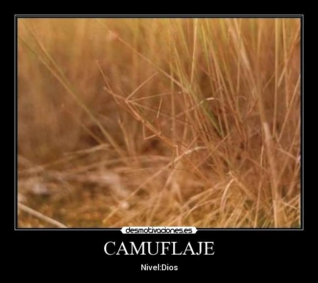 CAMUFLAJE - Nivel:Dios