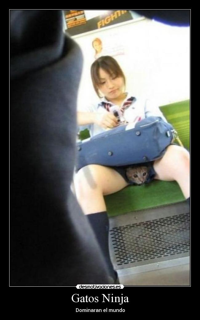 Gatos Ninja -
