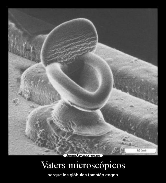 Vaters microscópicos - porque los glóbulos también cagan.