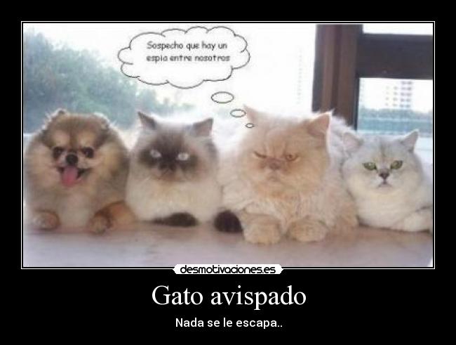 Gato avispado - 