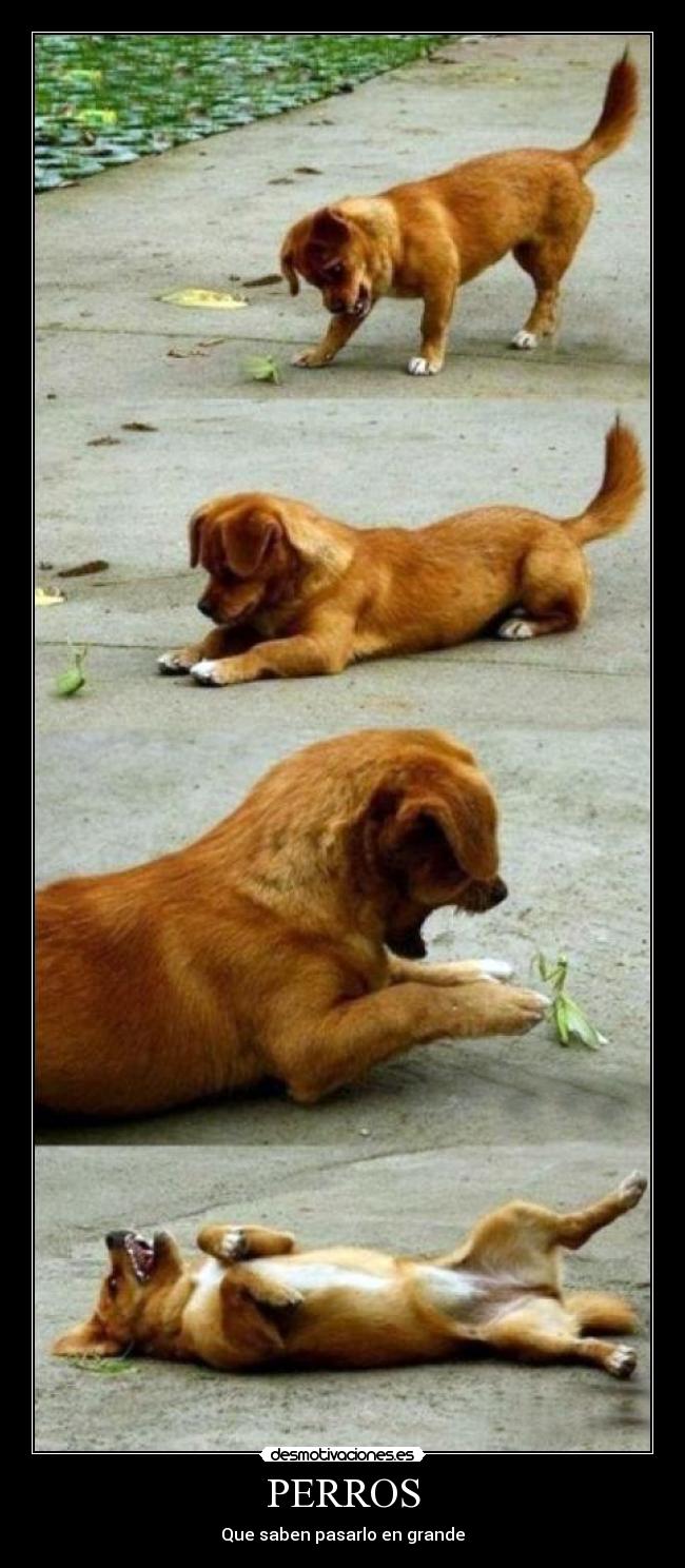 carteles amantis jugar perro revolcarse desmotivaciones